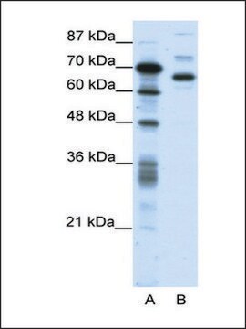 Anti-CTCFL antibody produced in rabbit affinity isolated antibody