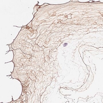 Anti-COL9A2 antibody produced in rabbit Prestige Antibodies&#174; Powered by Atlas Antibodies, affinity isolated antibody