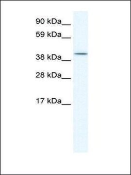 Anti-ISL2 antibody produced in rabbit IgG fraction of antiserum