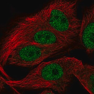 Anti-FAM81A antibody produced in rabbit Prestige Antibodies&#174; Powered by Atlas Antibodies, affinity isolated antibody