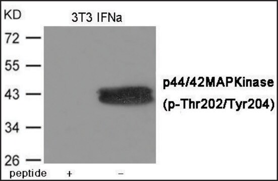 抗 磷酸化 ERK1/2 (pThr 202/Tyr204 ) 兔抗 affinity isolated antibody