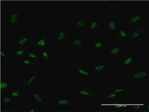 ANTI-FOXC2 antibody produced in mouse clone 1D4, purified immunoglobulin, buffered aqueous solution