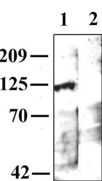 Przeciwciało przeciwko receptorowi m1 muskarynowego receptora acetylocholiny Chemicon&#174;, from rabbit