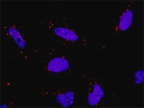 Anti-HSPA1L antibody produced in rabbit purified immunoglobulin, buffered aqueous solution