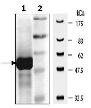 PKM1 active human recombinant, expressed in E. coli, &#8805;80% (SDS-PAGE)