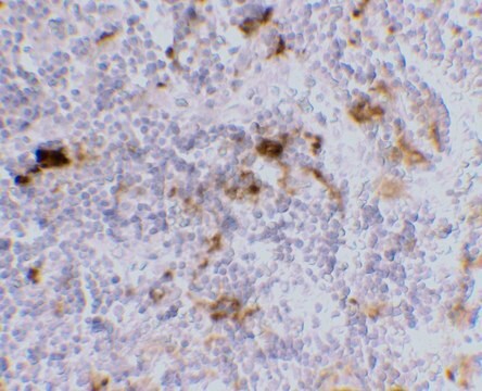 Monoclonal Anti-DC-SIGN [8B6] antibody produced in mouse affinity purified immunoglobulin (IgG)