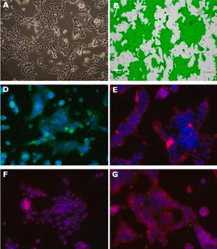 Lacun.3 Mouse Lung Adenocarcinoma Cell Line