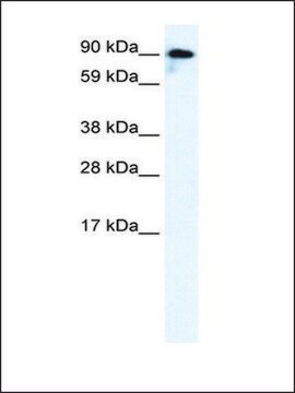 Anti-GRIK2 antibody produced in rabbit affinity isolated antibody