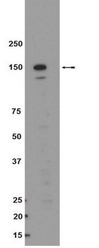 Anti-Raptor Antibody Upstate&#174;, from rabbit