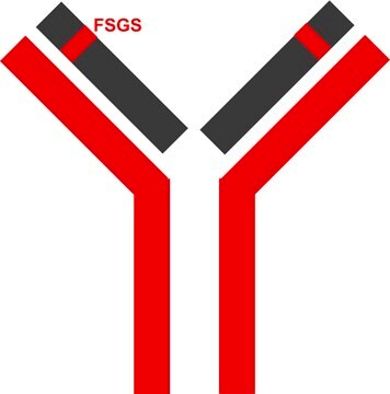 8208MAbPrzeciwciało monoklonalne znakowane stabilnym izotopem pembrolizumabu recombinant, expressed in CHO cells