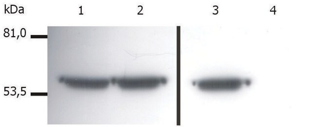 Monoclonal Anti-Vimentin antibody produced in mouse clone VI-01