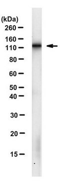 Anti-LLGL1 Antibody, clone mAb17-35 clone mAb17-35, from mouse