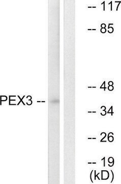 Anti-PEX3 antibody produced in rabbit affinity isolated antibody