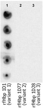 Anti-fHbp Antibody, clone JAR 1