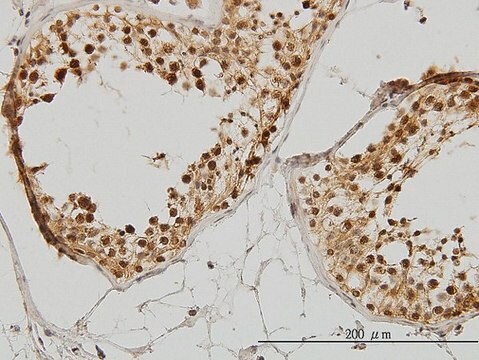 Monoclonal Anti-IRAK1 antibody produced in mouse clone 3F7, purified immunoglobulin, buffered aqueous solution