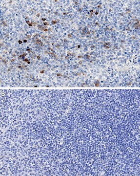 Anti-IL-5 Antibody, clone 4A1.6.15