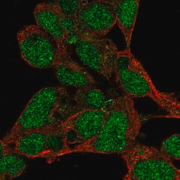 Anti-PRDM16 antibody produced in rabbit Prestige Antibodies&#174; Powered by Atlas Antibodies, affinity isolated antibody