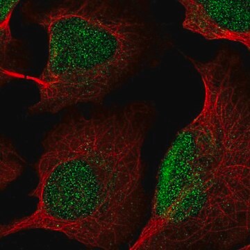 Anti-KDM5B antibody produced in rabbit Prestige Antibodies&#174; Powered by Atlas Antibodies, affinity isolated antibody