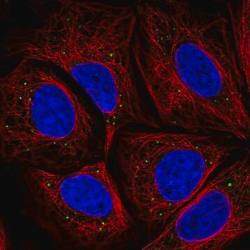 Anti-HTRA3 antibody produced in rabbit Prestige Antibodies&#174; Powered by Atlas Antibodies, affinity isolated antibody