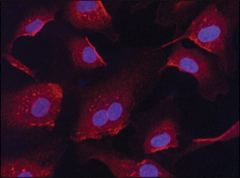 Anti-Anti-RanGAP1 (C-terminal) ウサギ宿主抗体 ~1&#160;mg/mL, affinity isolated antibody, buffered aqueous solution