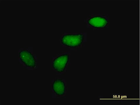 Anti-WEE1 antibody produced in mouse purified immunoglobulin, buffered aqueous solution