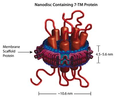 膜骨格タンパク質 1E3D1 recombinant, expressed in E. coli