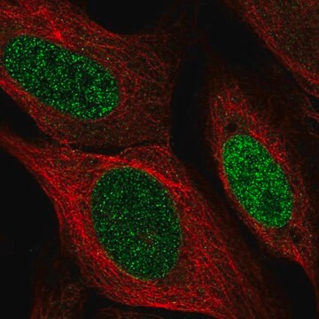 Anti-SSPN antibody produced in rabbit Prestige Antibodies&#174; Powered by Atlas Antibodies, affinity isolated antibody