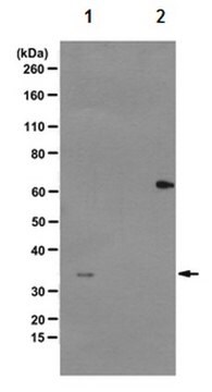 Przeciwciało anty-fosfo-Cdk1 (Thr14, Tyr15), klon CP3.2 clone CP3.2, from mouse