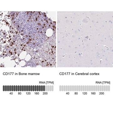 Anti-CD177 antibody produced in rabbit Prestige Antibodies&#174; Powered by Atlas Antibodies, affinity isolated antibody