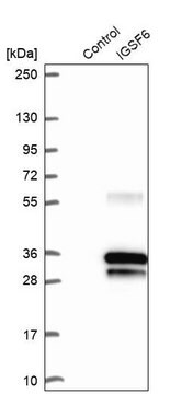 Anti-IGSF6 antibody produced in rabbit Prestige Antibodies&#174; Powered by Atlas Antibodies, affinity isolated antibody, buffered aqueous glycerol solution