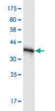 Monoclonal Anti-RNF139, (C-terminal) antibody produced in mouse clone 2D5, purified immunoglobulin, buffered aqueous solution