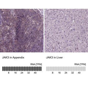 抗JAK3抗体 ウサギ宿主抗体 Prestige Antibodies&#174; Powered by Atlas Antibodies, affinity isolated antibody, buffered aqueous glycerol solution