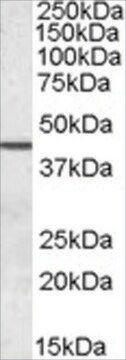 Anti-SEPT2 antibody produced in goat affinity isolated antibody, buffered aqueous solution