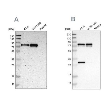 抗MTDH ウサギ宿主抗体 Ab1, Prestige Antibodies&#174; Powered by Atlas Antibodies, affinity isolated antibody, buffered aqueous glycerol solution