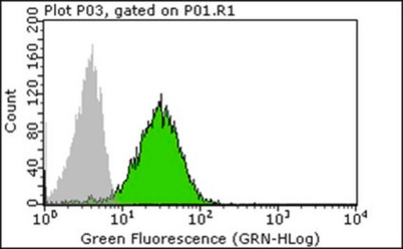 Anti-CD28 Antibody, clone 15E8 clone 15E8, Chemicon&#174;, from mouse