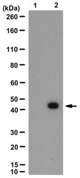 Przeciwciało anty-fosfo-MAPK 1/2 (Thr203/Ty205), klon 14B9.1 clone 14B9.1, from mouse