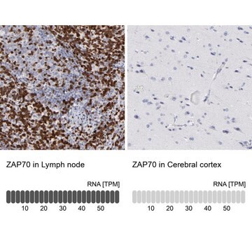 Anti-ZAP70 antibody produced in rabbit Prestige Antibodies&#174; Powered by Atlas Antibodies, affinity isolated antibody, buffered aqueous glycerol solution