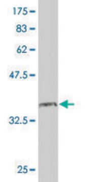 Monoclonal Anti-PNN antibody produced in mouse clone 2B4, purified immunoglobulin, buffered aqueous solution