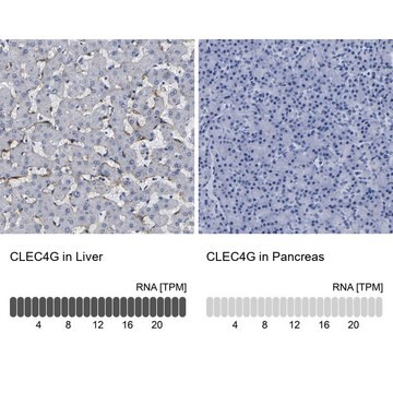 Anti-CLEC4G antibody produced in rabbit Prestige Antibodies&#174; Powered by Atlas Antibodies, affinity isolated antibody, buffered aqueous glycerol solution