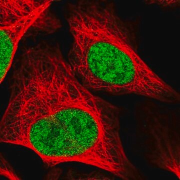 抗RAD54L抗体 ウサギ宿主抗体 Prestige Antibodies&#174; Powered by Atlas Antibodies, affinity isolated antibody