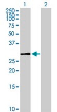 Anti-DHDDS antibody produced in mouse purified immunoglobulin, buffered aqueous solution