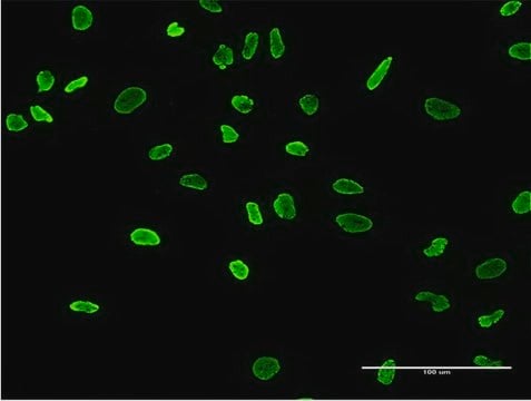 Monoclonal Anti-HNRNPA2B1 antibody produced in mouse clone 3G11-6A7, purified immunoglobulin, buffered aqueous solution