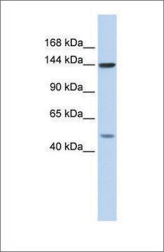 抗SF3B1抗体 affinity isolated antibody