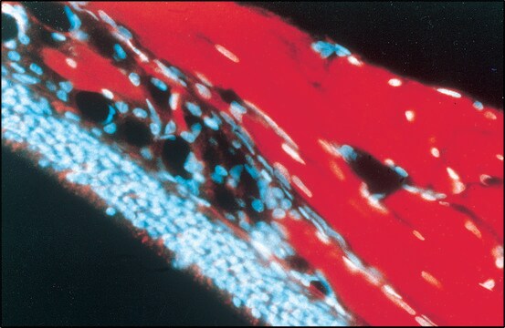 Monoclonal Anti-MAP1b antibody produced in mouse clone AA6, ascites fluid