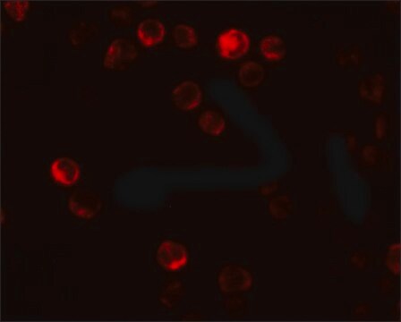 Anti-ATG2B antibody produced in rabbit affinity isolated antibody