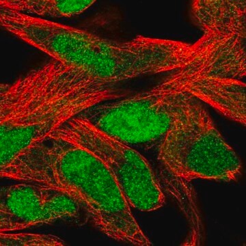 抗SLFN11 ウサギ宿主抗体 Prestige Antibodies&#174; Powered by Atlas Antibodies, affinity isolated antibody