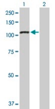 Anti-PPP1R13L antibody produced in rabbit purified immunoglobulin, buffered aqueous solution