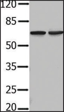 Anti-PIF1 antibody produced in rabbit affinity isolated antibody