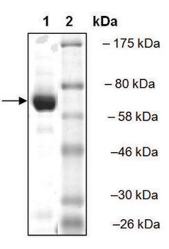 TDP2 active human recombinant, expressed in baculovirus infected Sf9 cells, &#8805;87% (SDS-PAGE)