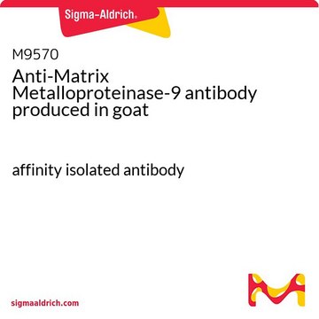 Anti-Matrix Metalloproteinase-9 antibody produced in goat affinity isolated antibody